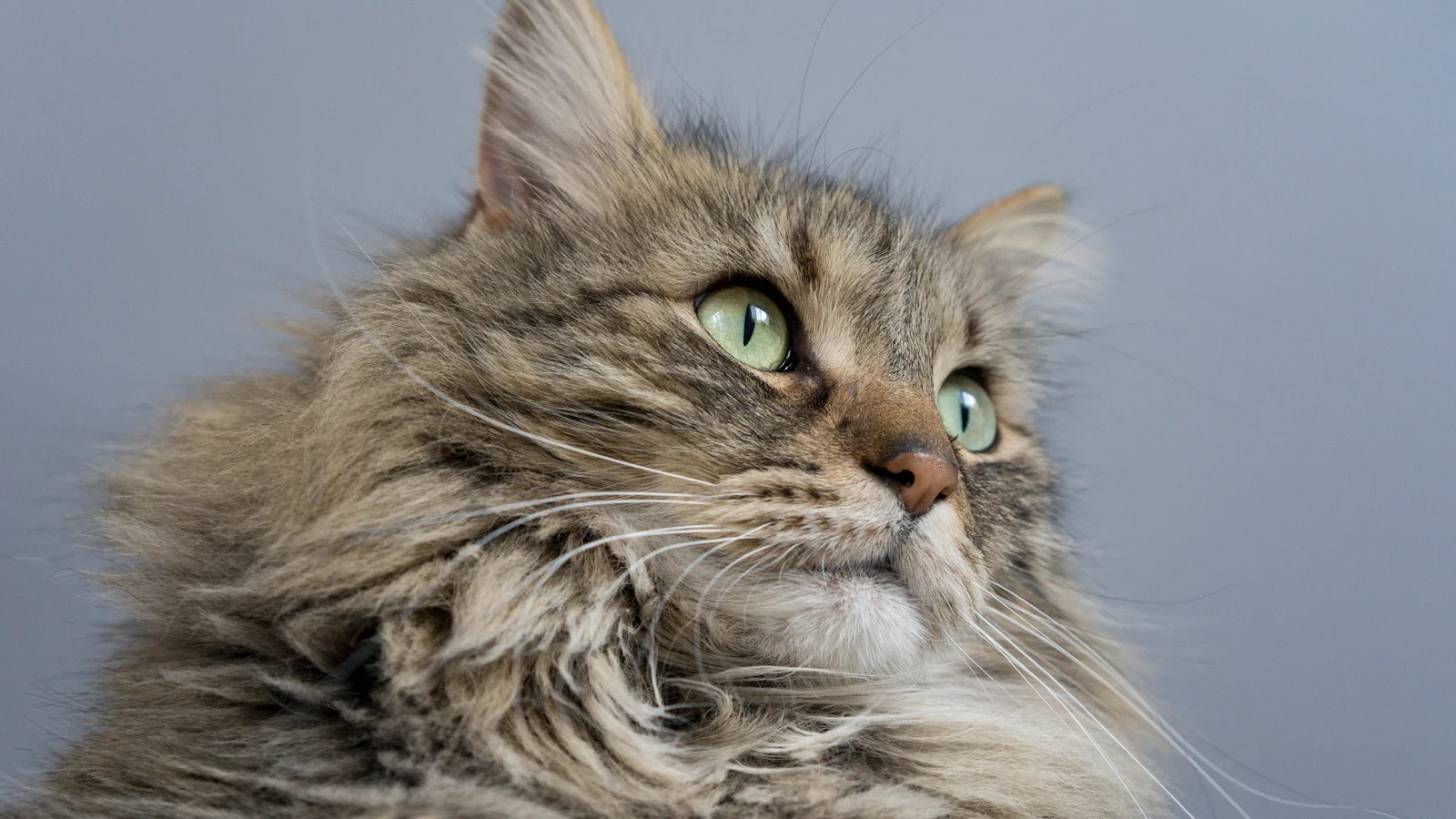 Chat à poil long au pelage épais et fourni, le type de fourrure où se forment nœuds et feutrage