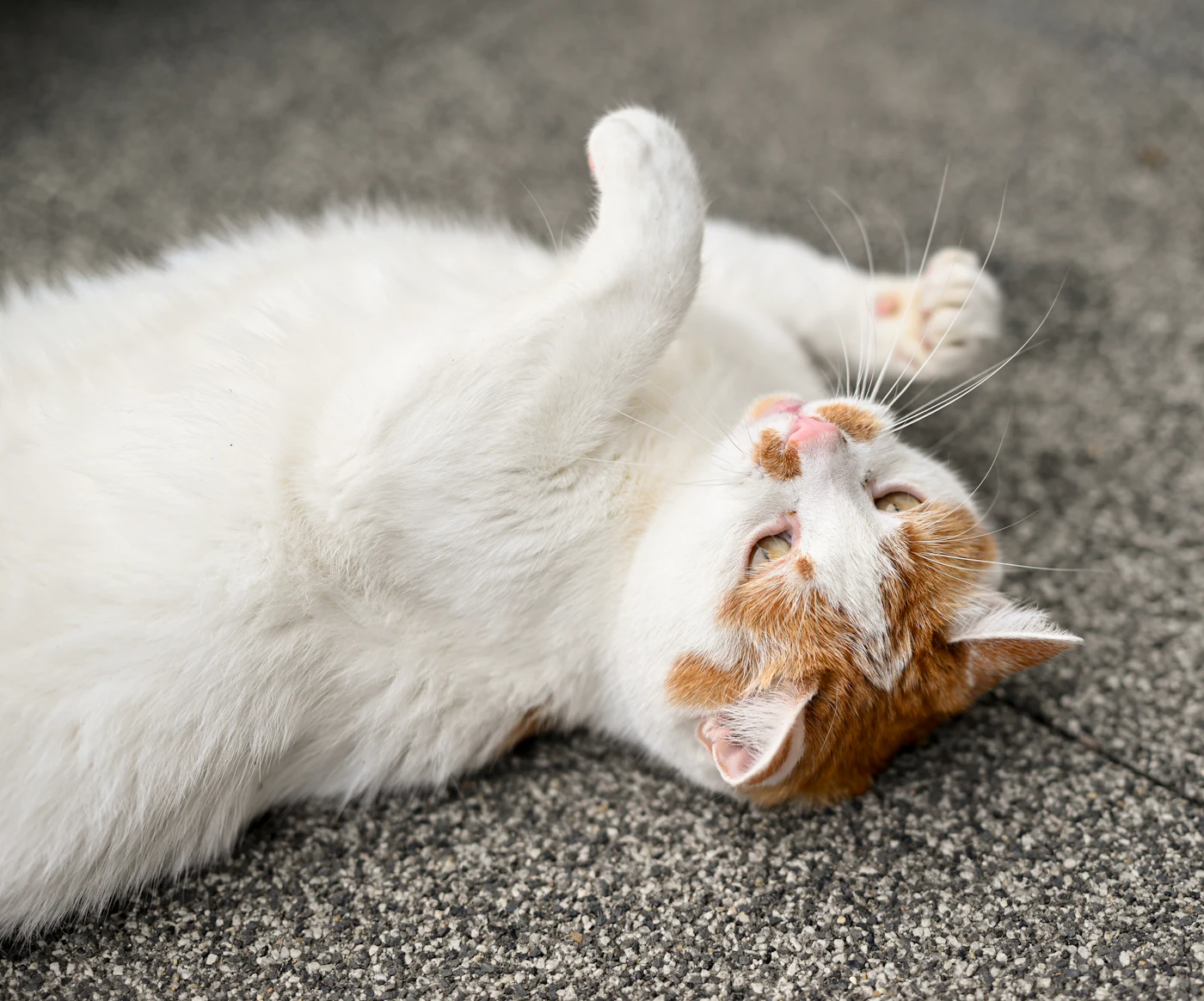 Chat blanc et roux couché sur le dos, ventre et aisselles exposés, les zones où le poil feutre en premier