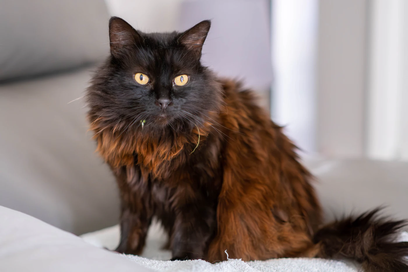 Chat noir à poil long sur un lit, pelage dense où le poil mort se tasse vite en paquets
