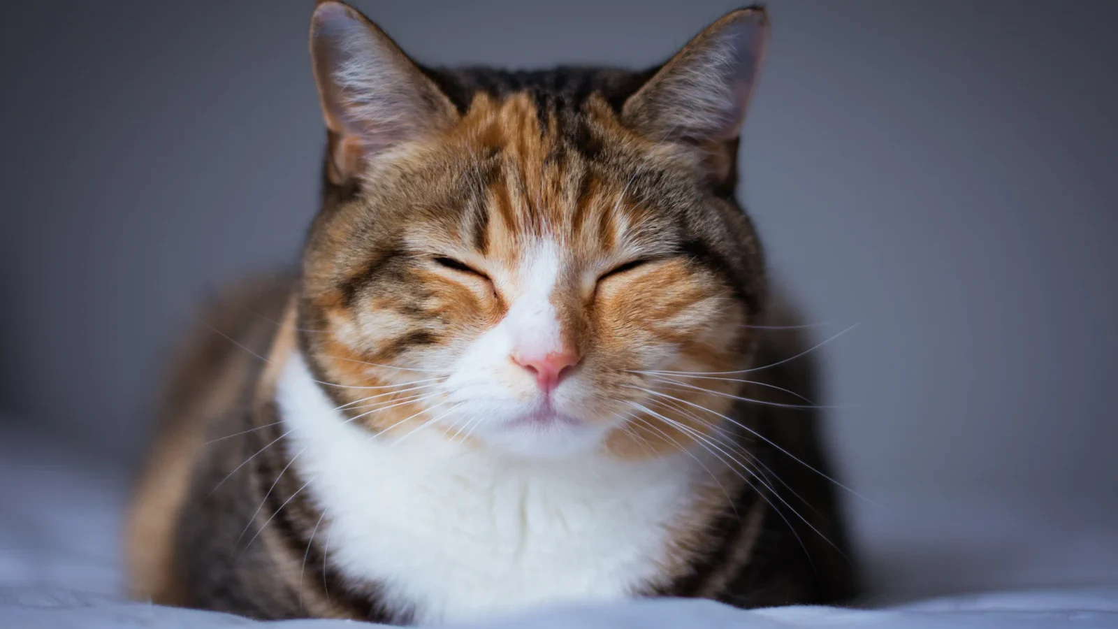 Chat tigré endormi en boule sur un lit, repos paisible du chat âgé