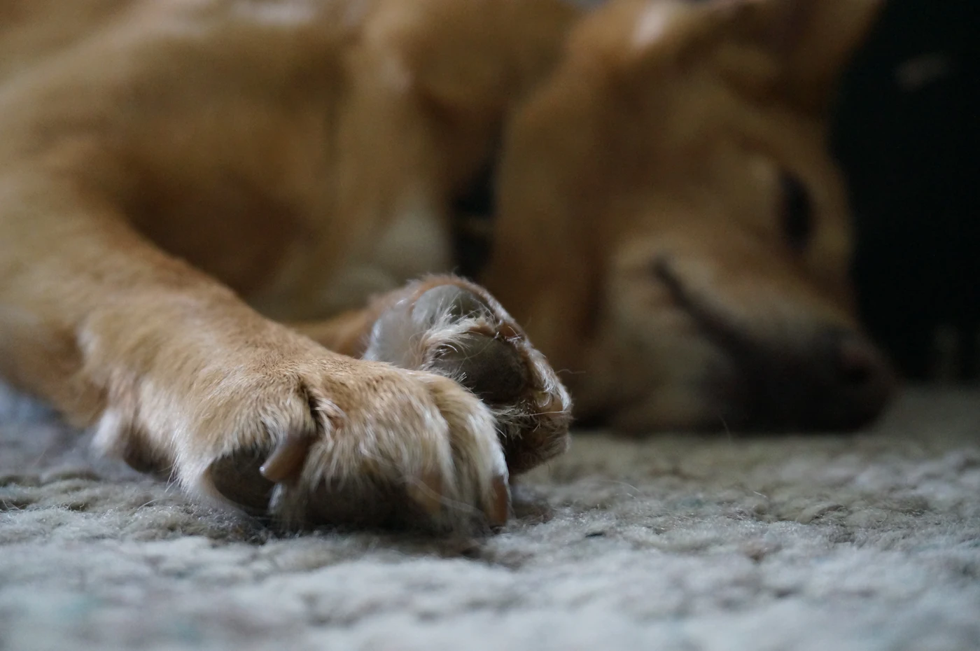 Chien au poil beige endormi paisiblement sur un tapis moelleux