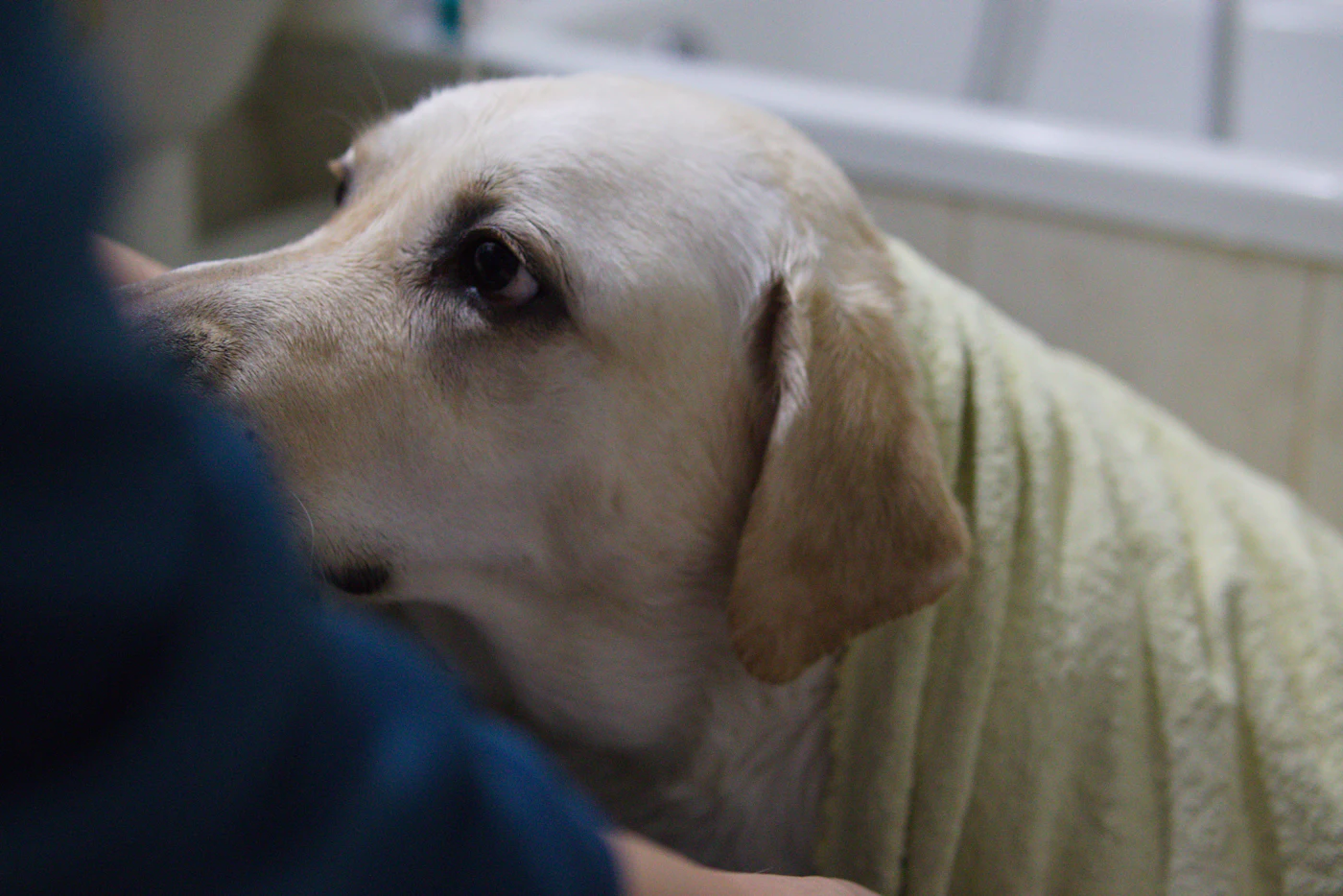 Chien enveloppé dans une serviette après le bain, séchage en douceur