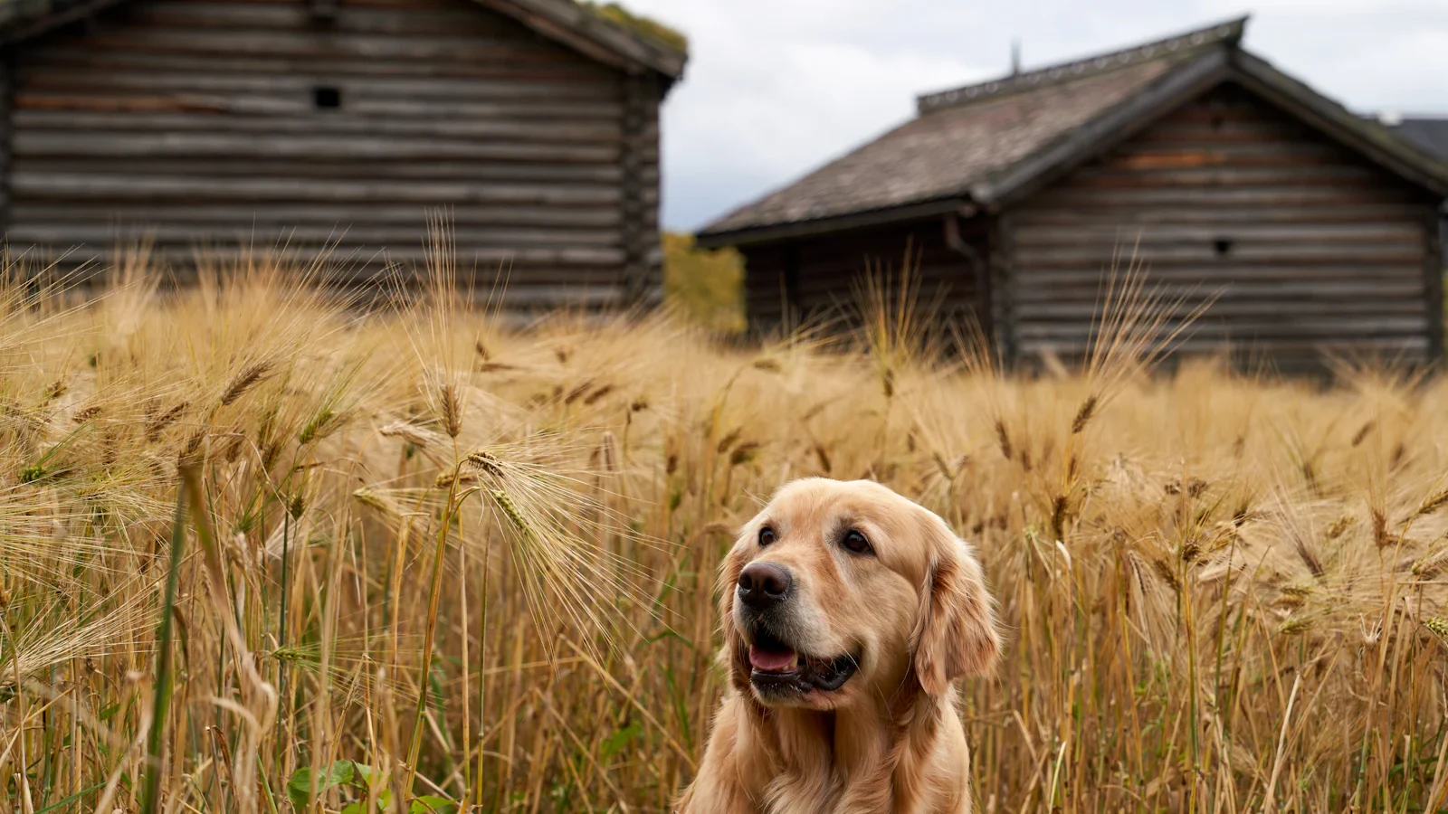 Golden retriever assis dans les herbes hautes et les blés dorés de fin d'été, terrain propice aux épillets et aux tiques