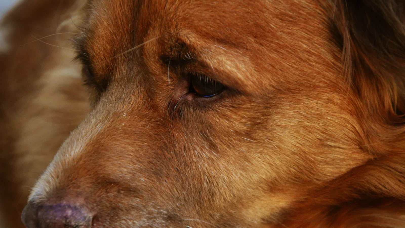 Golden retriever en gros plan, pelage doré et oreilles frangées qui demandent un entretien régulier
