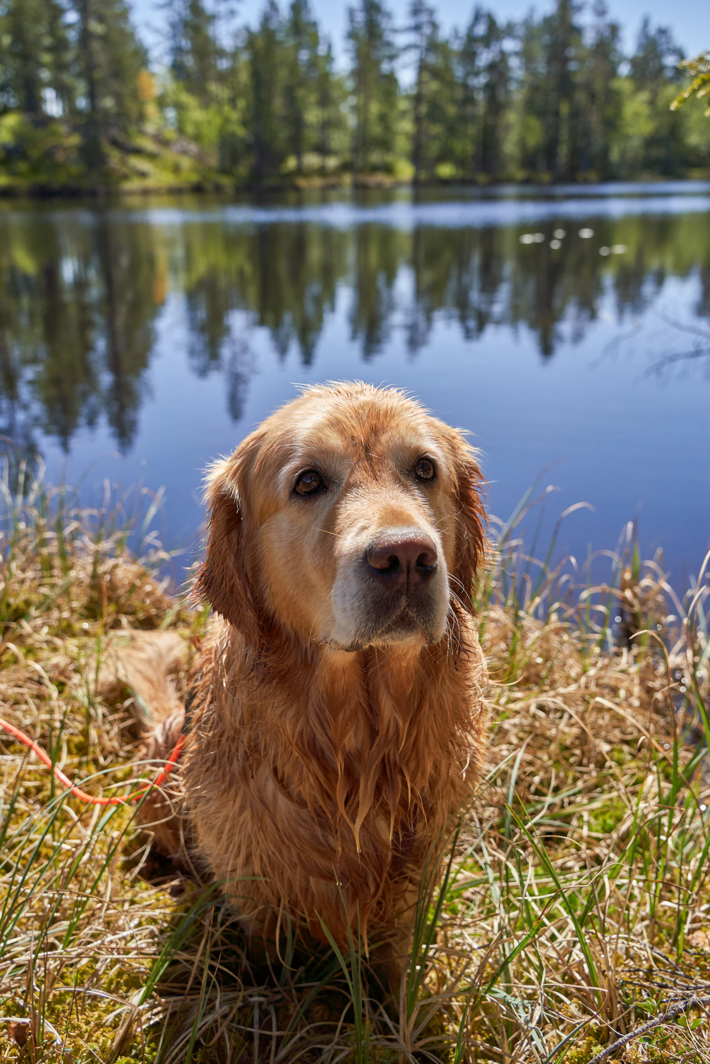 Golden retriever mouillé assis au bord d'un lac après la baignade