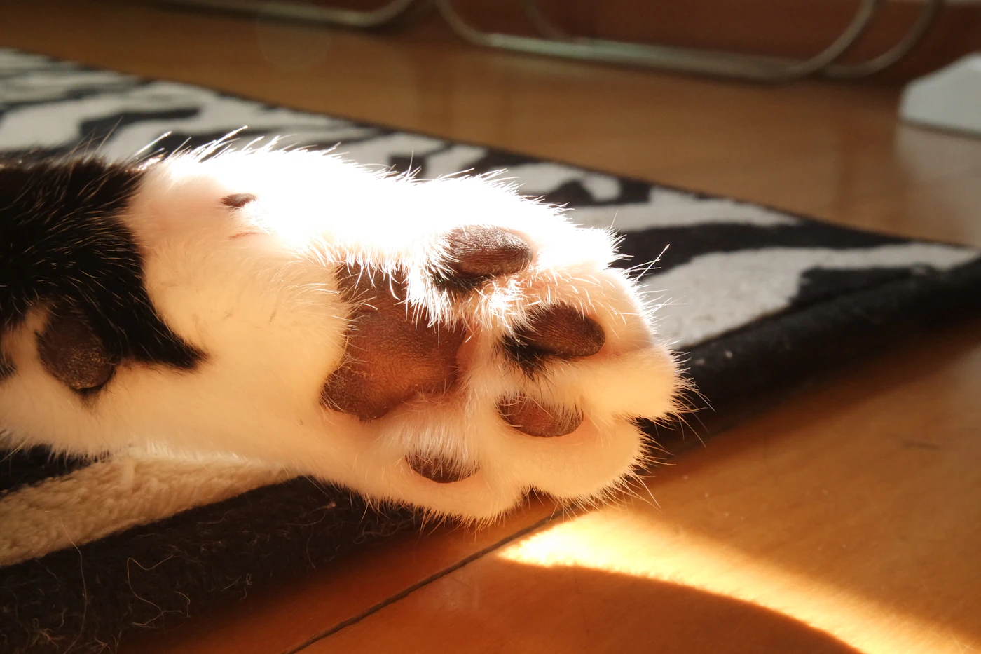 Gros plan sur la patte d'un chat posée sur un tapis, griffes à surveiller chez le chat âgé