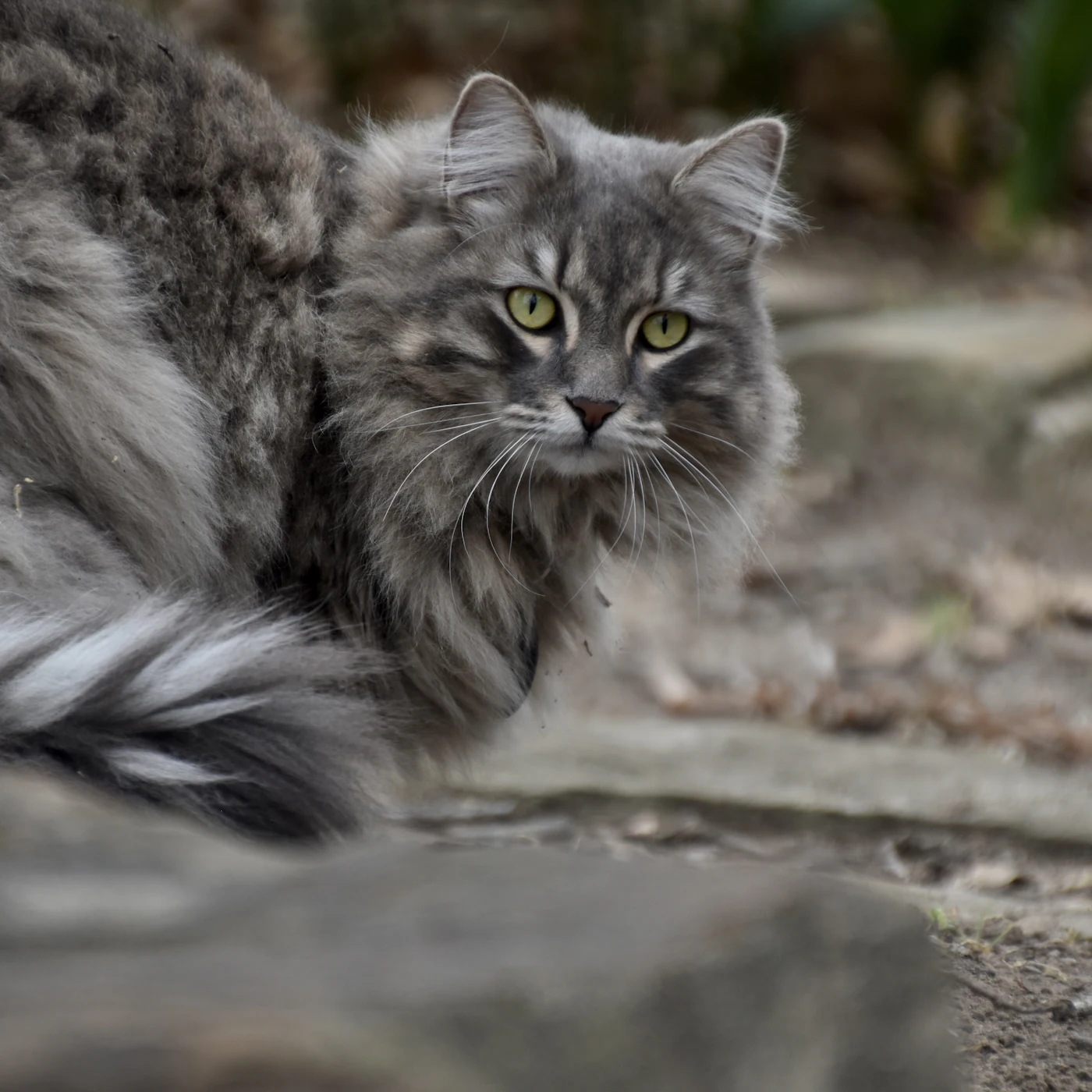 Gros plan sur le pelage long d'un chat sibérien gris, à démêler aux doigts avant le peigne