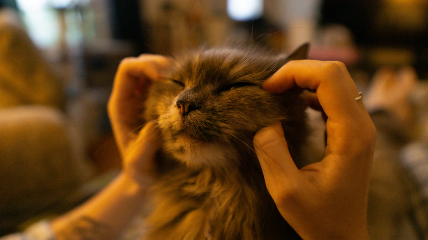 Main massant doucement la joue d'un chat, contact en douceur avant le brossage