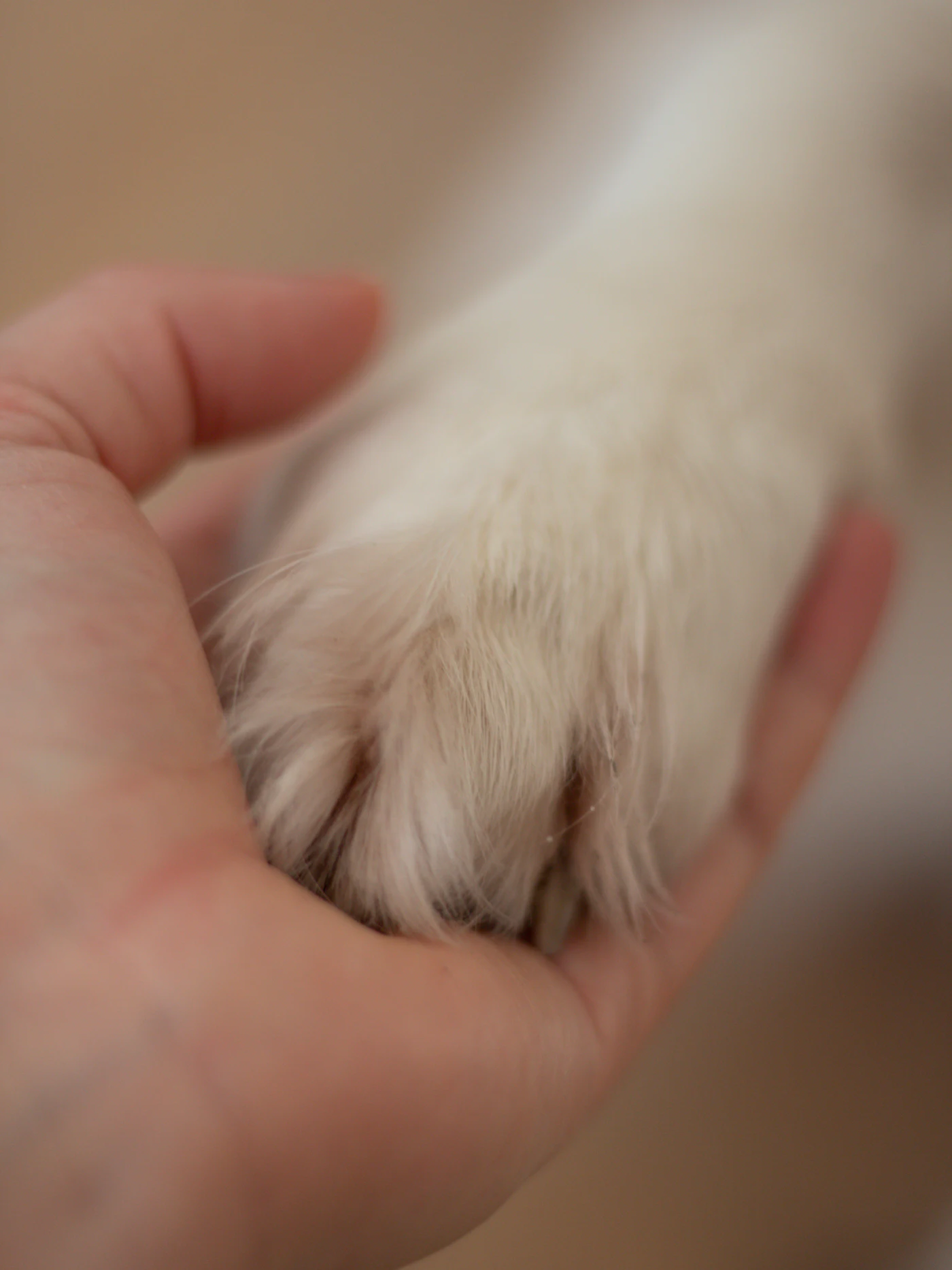 Main tenant délicatement la patte d'un chien pour inspecter les coussinets et l'espace entre les doigts au retour de promenade