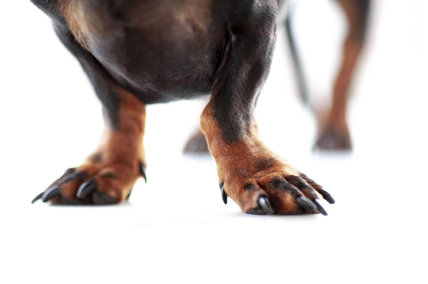 Pattes avant d'un chien au poil fauve, griffes à surveiller et à couper régulièrement