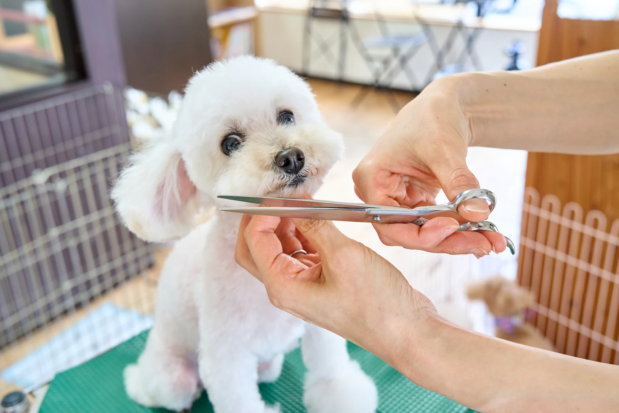 Petit chien blanc dont le pelage est coupé aux ciseaux pendant une séance de toilettage