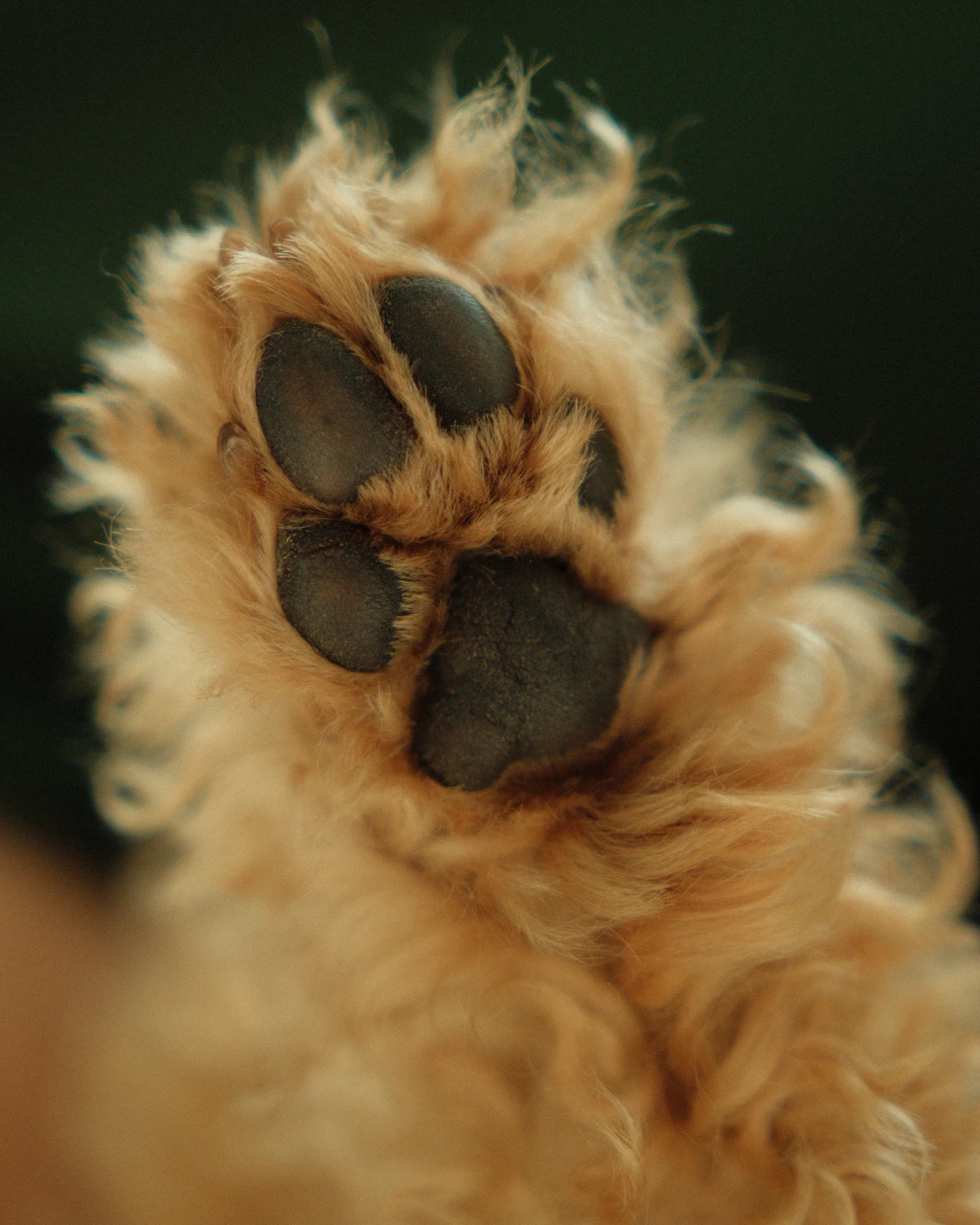 Pied touffu d'un jeune golden retriever, poils débordant autour des doigts avant l'arrondi aux ciseaux