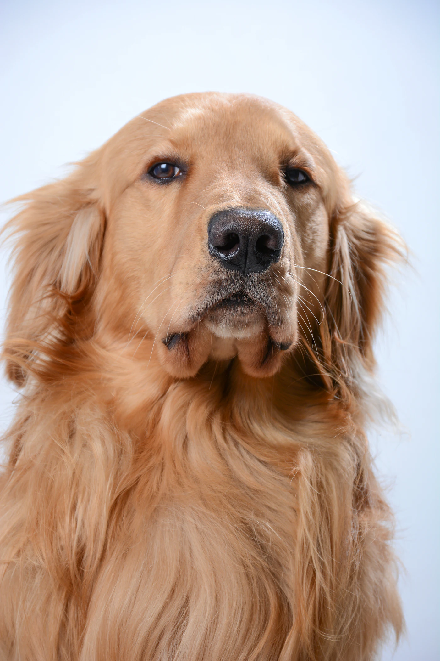 Tête d'un golden retriever sur fond clair, franges soyeuses bien visibles derrière les oreilles