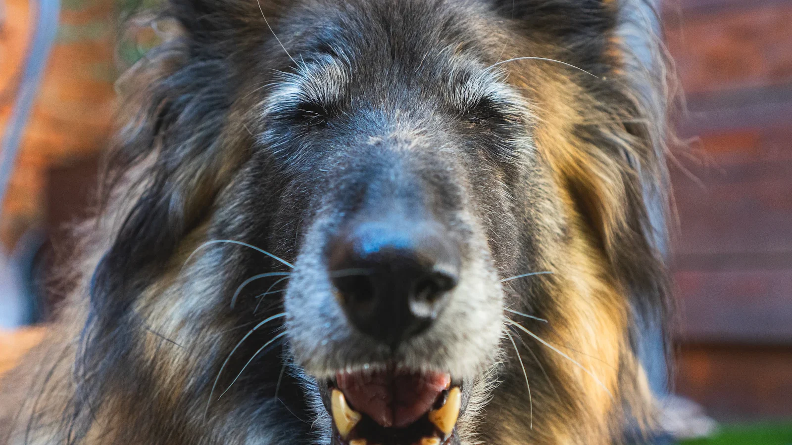 Vieux chien au museau grisonnant, gueule ouverte et regard heureux